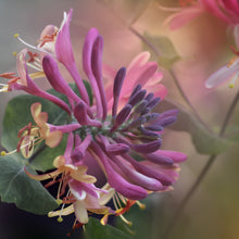 Load image into Gallery viewer, Japanese Honeysuckle
