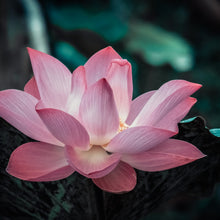 Load image into Gallery viewer, Lotus Flower
